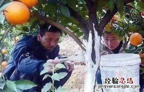 冬季柑桔怎么管理好 柑桔冬季管理技术