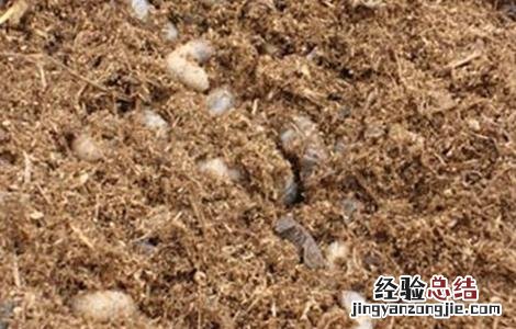 蓝莓蛴螬的防治方法 蓝莓能治什么