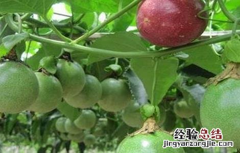 百香果卷须怎么处理好吃 百香果卷须怎么处理