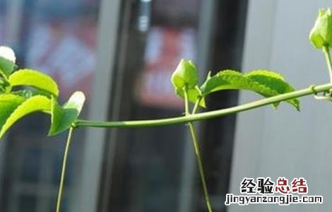 百香果卷须怎么处理好吃 百香果卷须怎么处理