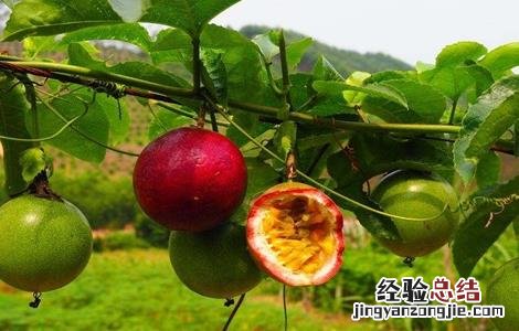 高温天气对百香果的影响 高温天气对百香果的影响有哪些