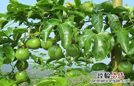 高温天气对百香果的影响 高温天气对百香果的影响有哪些