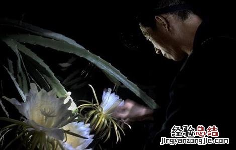 火龙果的授粉方法 火龙果人工授粉方法