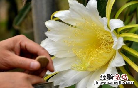火龙果的授粉方法 火龙果人工授粉方法