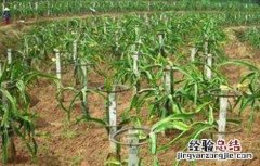 火龙果幼苗期怎样管理 火龙果幼苗期怎样管理视频