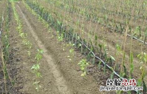 火龙果幼苗期怎样管理 火龙果幼苗期怎样管理视频