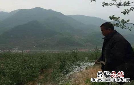 苹果树的封冻水怎么浇? 苹果园如何浇灌封冻水