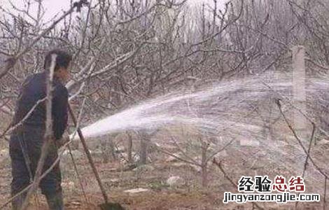 苹果树的封冻水怎么浇? 苹果园如何浇灌封冻水