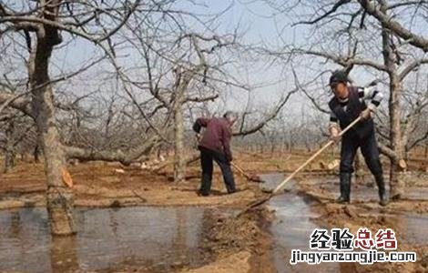 苹果树的封冻水怎么浇? 苹果园如何浇灌封冻水