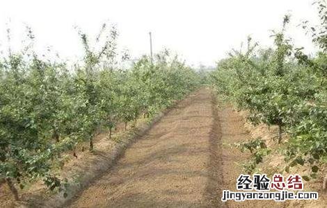 苹果树的封冻水怎么浇? 苹果园如何浇灌封冻水