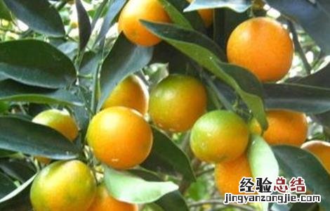 脆皮金桔的种植技术视频 脆皮金桔的种植技术