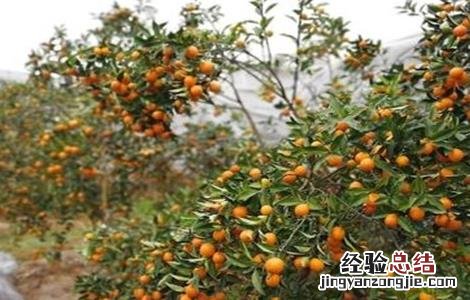 脆皮金桔的种植技术视频 脆皮金桔的种植技术