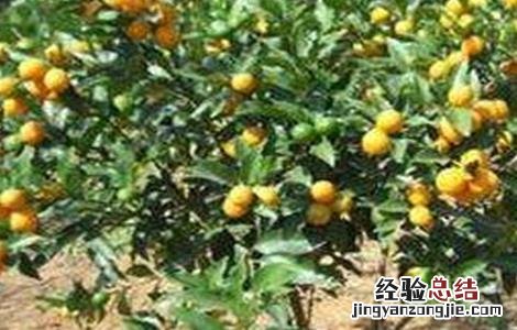 脆皮金桔的种植技术视频 脆皮金桔的种植技术