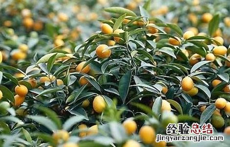 脆皮金桔的种植技术视频 脆皮金桔的种植技术