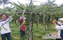 火龙果修剪注意事项图片 火龙果修剪注意事项