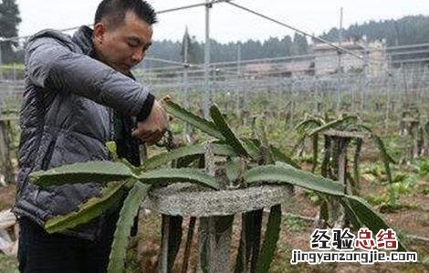 火龙果修剪注意事项图片 火龙果修剪注意事项