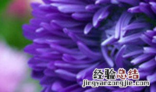 春天菊花冒了很多芽怎么处理 春天菊花发芽怎么办