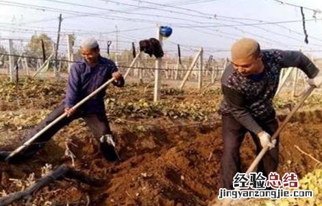 巨峰葡萄的冬季管理要点 巨峰葡萄冬季修剪技术要点