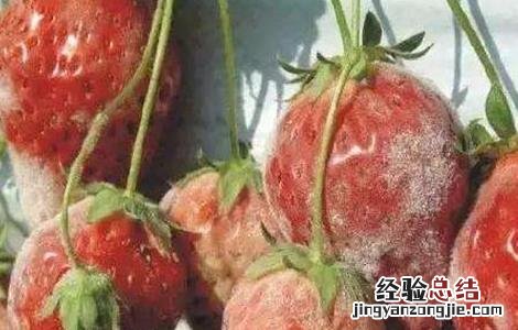 草莓白粉病的防治方法 草莓白粉病预防