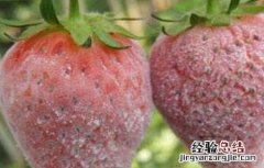 草莓白粉病的防治方法 草莓白粉病预防