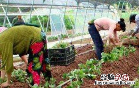 草莓冬季移栽如何提高成活率 草莓冬季移栽如何提高成活率的方法