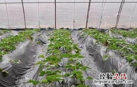 草莓冬季移栽如何提高成活率 草莓冬季移栽如何提高成活率的方法