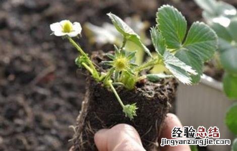 草莓冬季移栽如何提高成活率 草莓冬季移栽如何提高成活率的方法