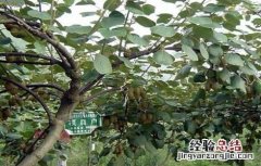 猕猴桃果树怎么分公母图片 猕猴桃果树怎么分公母