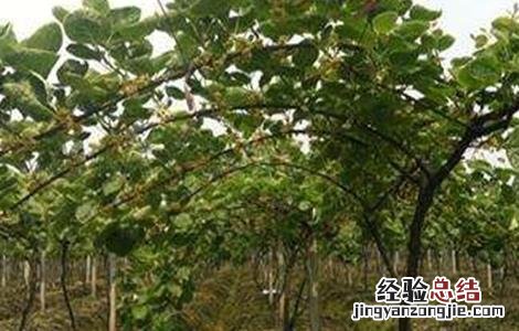 猕猴桃果树怎么分公母图片 猕猴桃果树怎么分公母