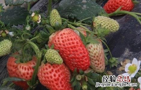 大棚草莓极易出现的问题有 大棚草莓极易出现的问题