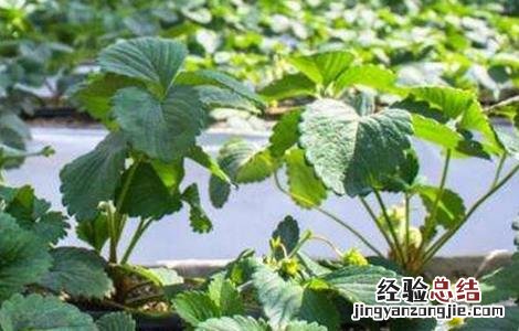 大棚草莓极易出现的问题有 大棚草莓极易出现的问题