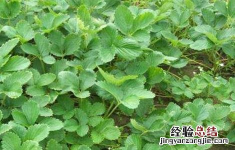 草莓不开花的原因及解决方法图片 草莓不开花的原因及解决方法