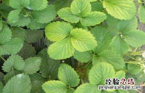 草莓不开花的原因及解决方法图片 草莓不开花的原因及解决方法
