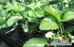 草莓不开花的原因及解决方法图片 草莓不开花的原因及解决方法
