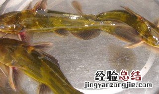 黄鸭叫的功效与作用 黄鸭叫怎么做好吃又营养