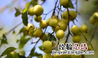 楸子的功效与作用 楸子的功效与作用