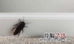 蟑螂喜欢在什么地方繁殖后代 蟑螂喜欢在什么地方繁殖