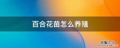 百合花苗怎么养殖 百合花苗怎么种