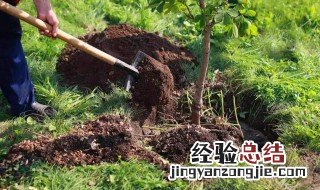 种树需要怎么做 种树需要怎么做才好看