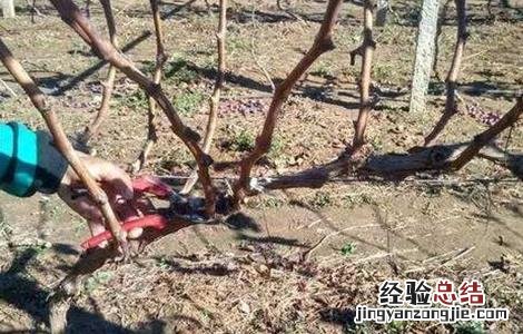 葡萄树冬剪需注意什么 葡萄冬剪方法和注意事项
