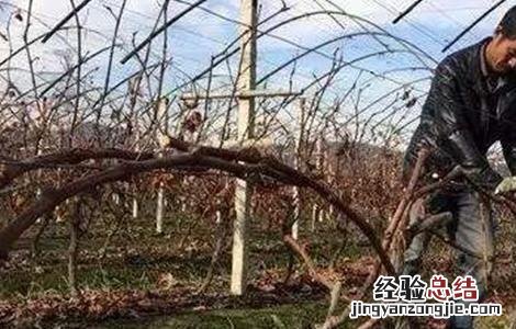 葡萄树冬剪需注意什么 葡萄冬剪方法和注意事项