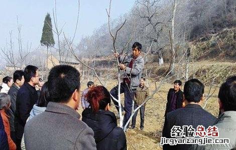 核桃树的冬剪技术视频 核桃树的冬剪技术