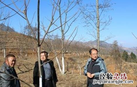 核桃树的冬剪技术视频 核桃树的冬剪技术