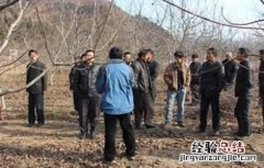 核桃树的冬剪技术视频 核桃树的冬剪技术