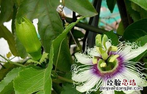 如何让百香果快速开花 如何让百香果快速开花的方法