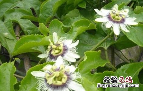如何让百香果快速开花 如何让百香果快速开花的方法