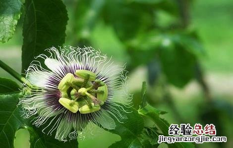 如何让百香果快速开花 如何让百香果快速开花的方法