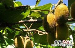 猕猴桃早衰的原因及解决方法视频 猕猴桃早衰的原因及解决方法