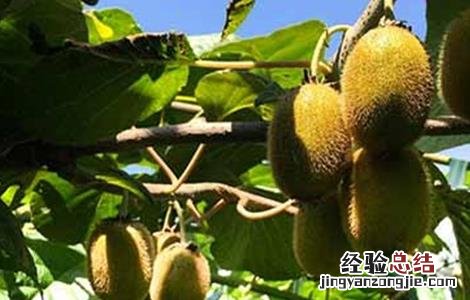 猕猴桃早衰的原因及解决方法视频 猕猴桃早衰的原因及解决方法