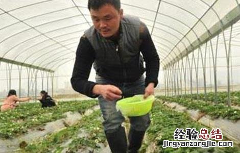 草莓冬季该怎么施肥 草莓冬季该怎么施肥好